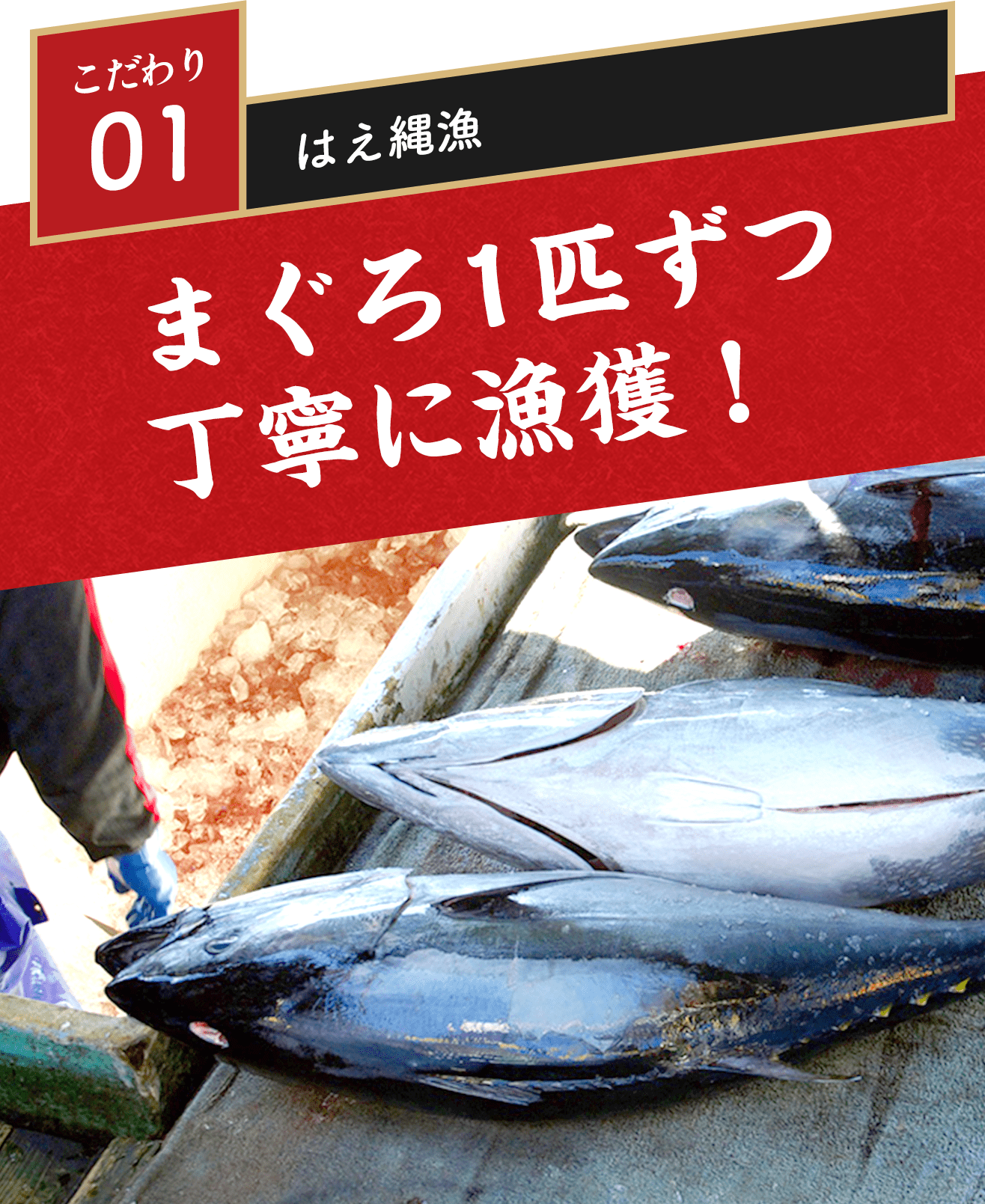 こだわり01 はえ縄漁 まぐろ1匹ずつ丁寧に漁獲！